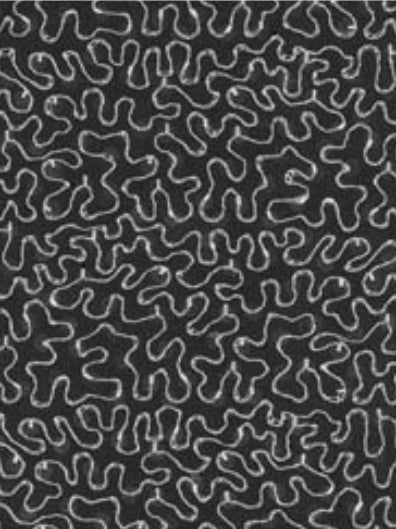 Antique Rose Embroidered Sequin Tulle – EB3001