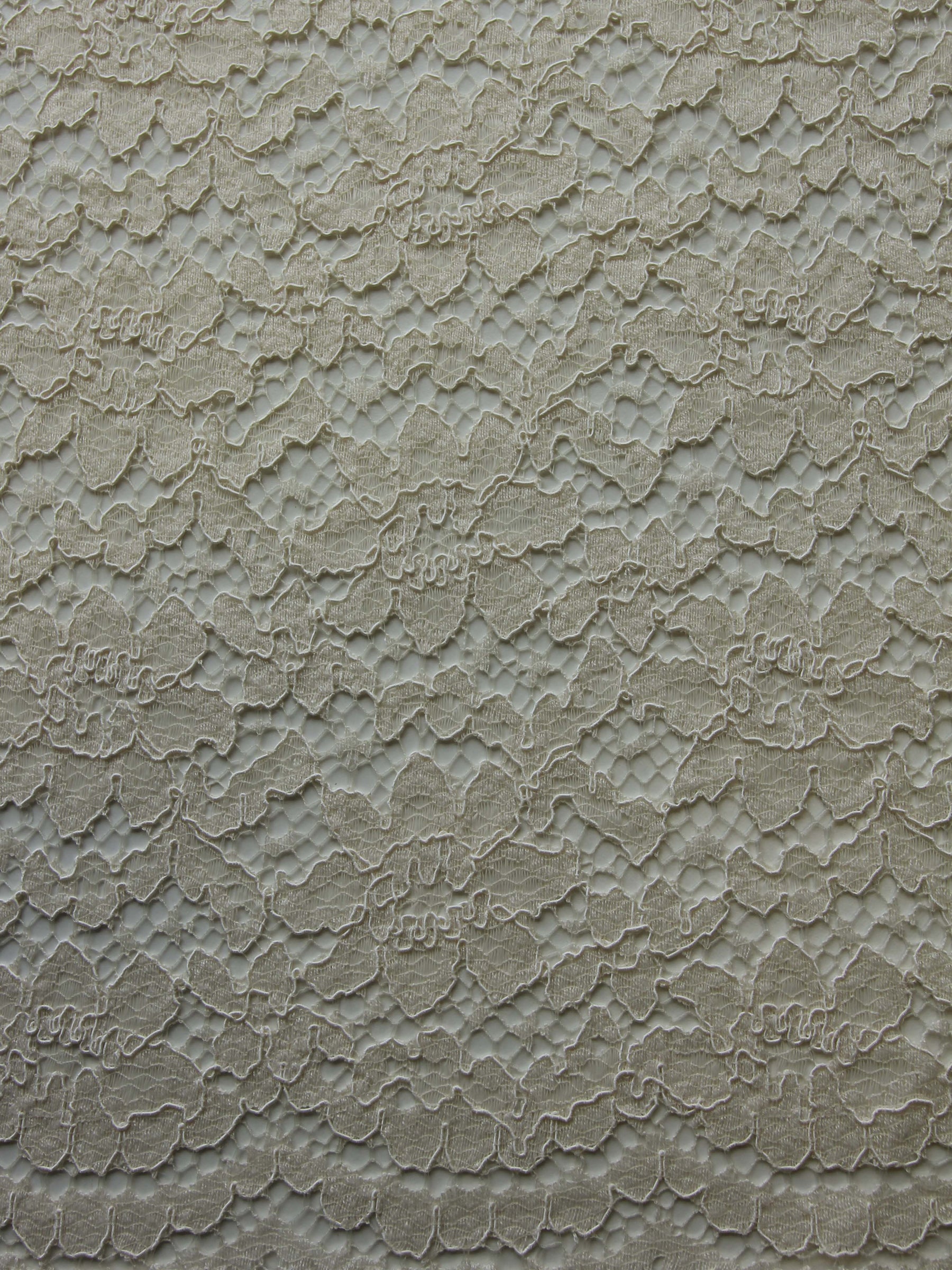 Champagne Corded Lace - Shannon