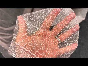 Antique Rose Embroidered Sequin Tulle – EB3001